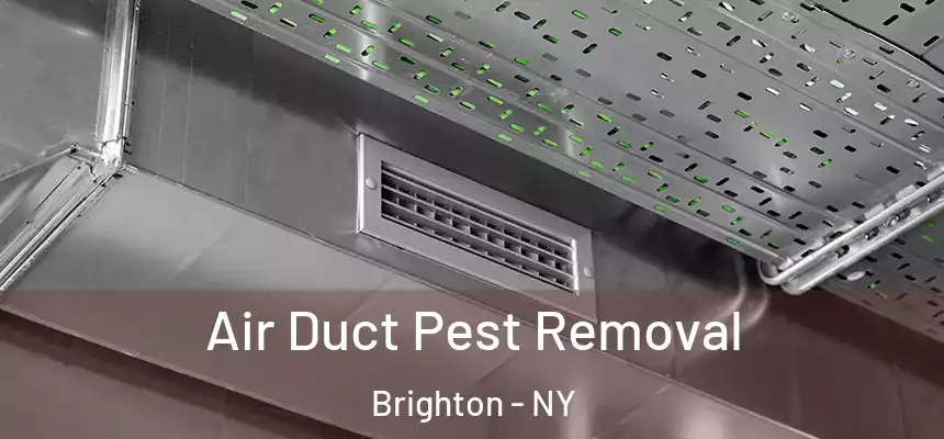 Air Duct Pest Removal Brighton - NY