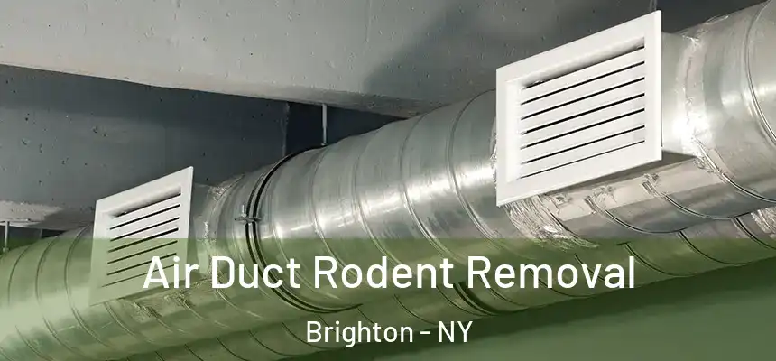  Air Duct Rodent Removal Brighton - NY