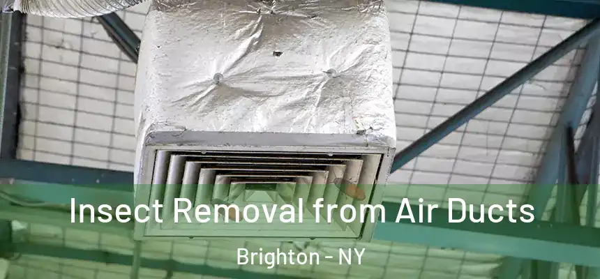 Insect Removal from Air Ducts Brighton - NY
