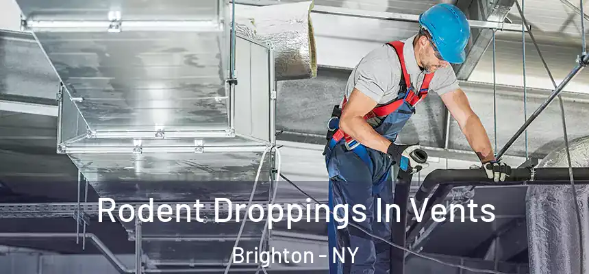  Rodent Droppings In Vents Brighton - NY